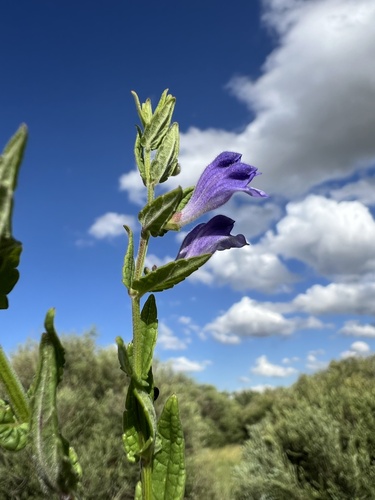 Marsh skullcap (Scutellaria galericulata)