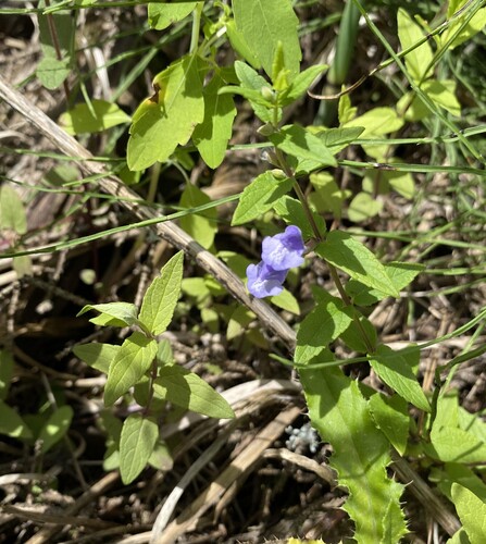 Marsh skullcap (Scutellaria galericulata)