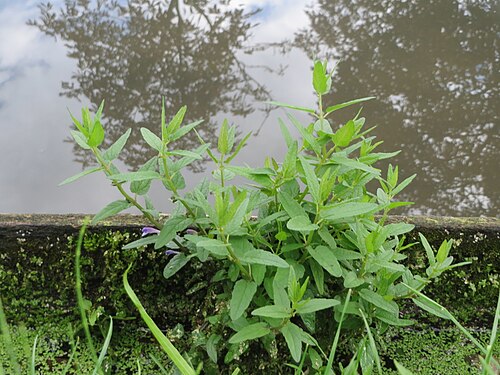 Marsh skullcap: Sumpf-Helmkraut ( Scutellaria galericulata ) am Zähringer Kanal (Leimbach) in Schwetzingen