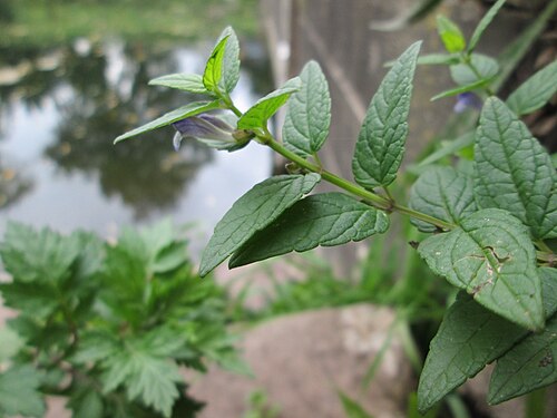Marsh skullcap: Sumpf-Helmkraut ( Scutellaria galericulata ) an der Schleuse N° 30 bei Grosbliederstroff