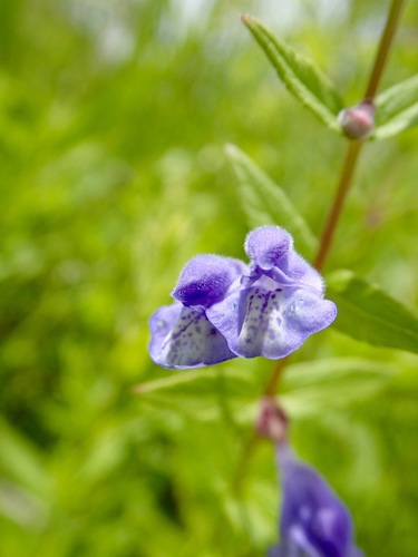 Marsh skullcap (Scutellaria galericulata)