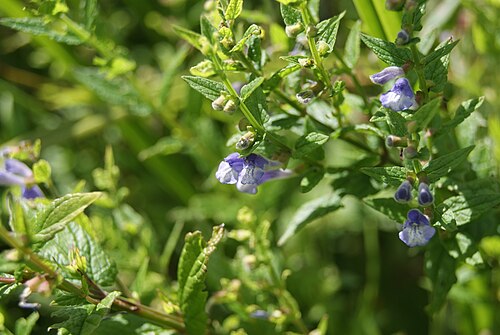 Marsh skullcap: Scutellaria galericulata , NSG Plittersche, NRW.