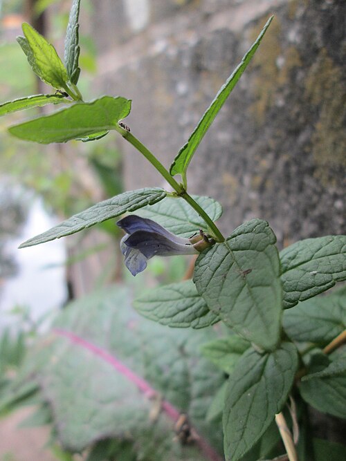 Marsh skullcap: Sumpf-Helmkraut ( Scutellaria galericulata ) an der Schleuse N° 30 bei Grosbliederstroff