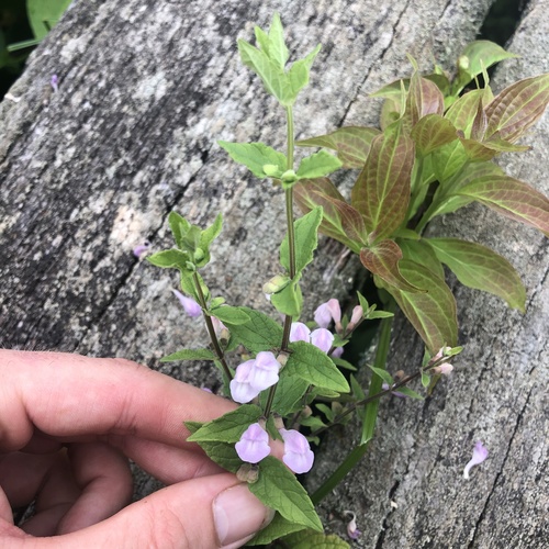 Marsh skullcap