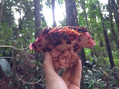 Scybalium fungiforme: Scybalium fungiforme