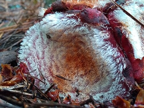 Scybalium fungiforme: Scybalium fungiforme
