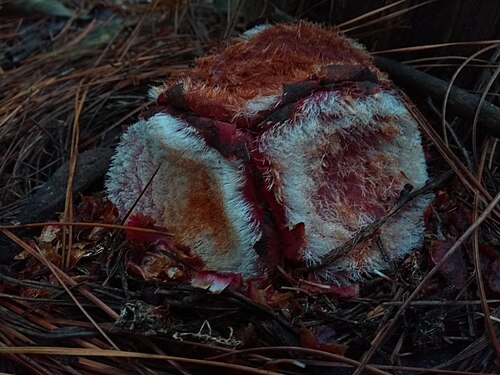 Scybalium fungiforme: Scybalium fungiforme