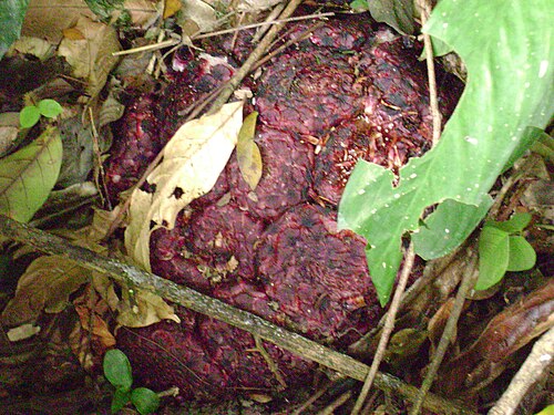 Scybalium fungiforme: Scybalium fungiforme in Brazil