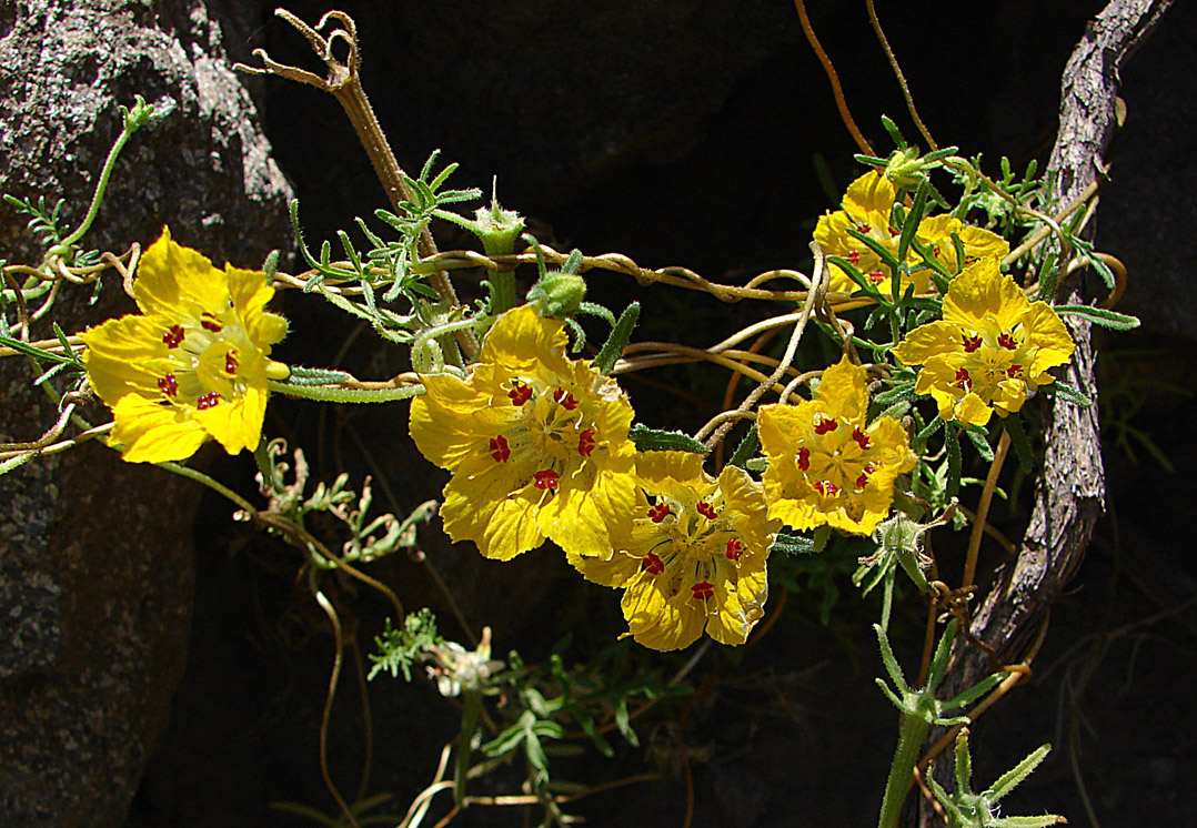 Scyphanthus elegans: This is a lovely vine endemic to Chile and known as Monjita. In context at www.dixpix.ca/sth_cordillera/flora/nettles/index.html