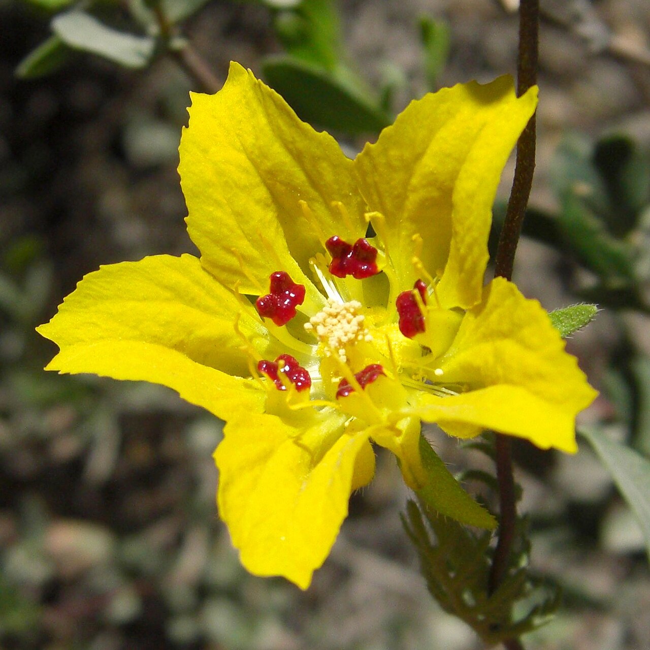 Scyphanthus stenocarpus: Scyphanthus stenocarpus in dry scrub in mountains east of Santiago, near San Jose del Maipo.
