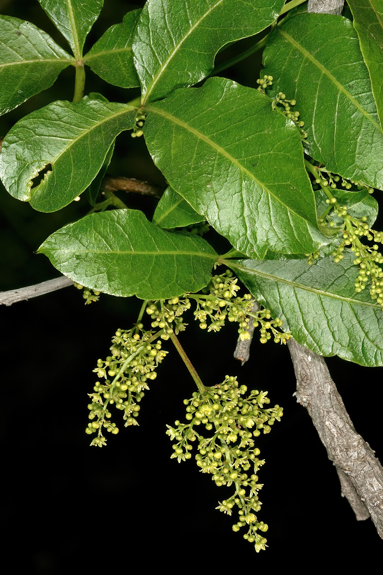 Red currant: Searsia chirindensis , male flowers; Pretoria National Botanical Garden, Pretoria, Gauteng, South Africa