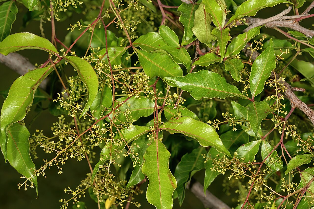 Red currant: Searsia chirindensis , male inflorescences; Manie van der Schijff Botanical Garden, University of Pretoria, Pretoria, Gauteng, South Africa