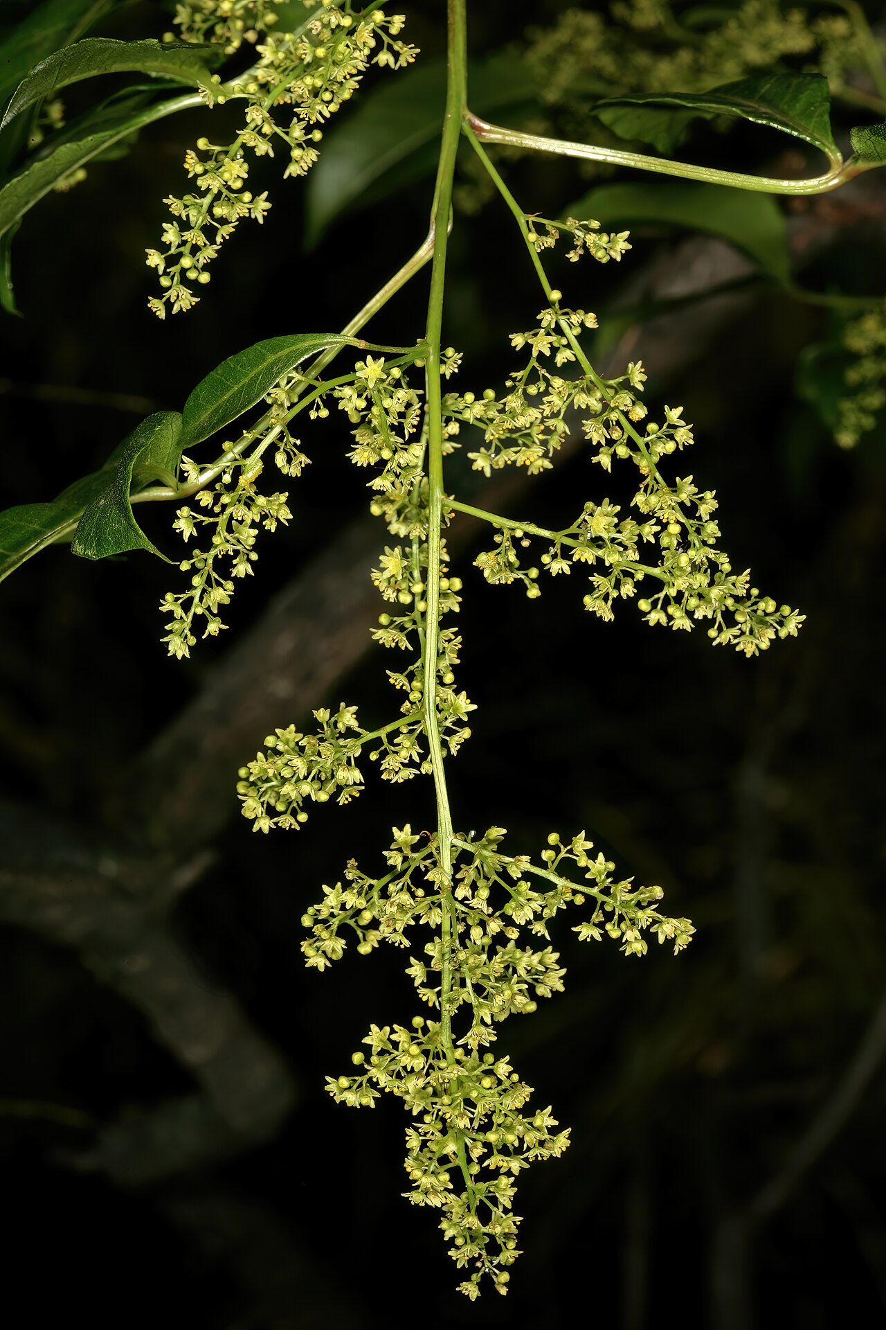 Red currant: Searsia chirindensis , male flowers; Pretoria National Botanical Garden, Pretoria, Gauteng, South Africa