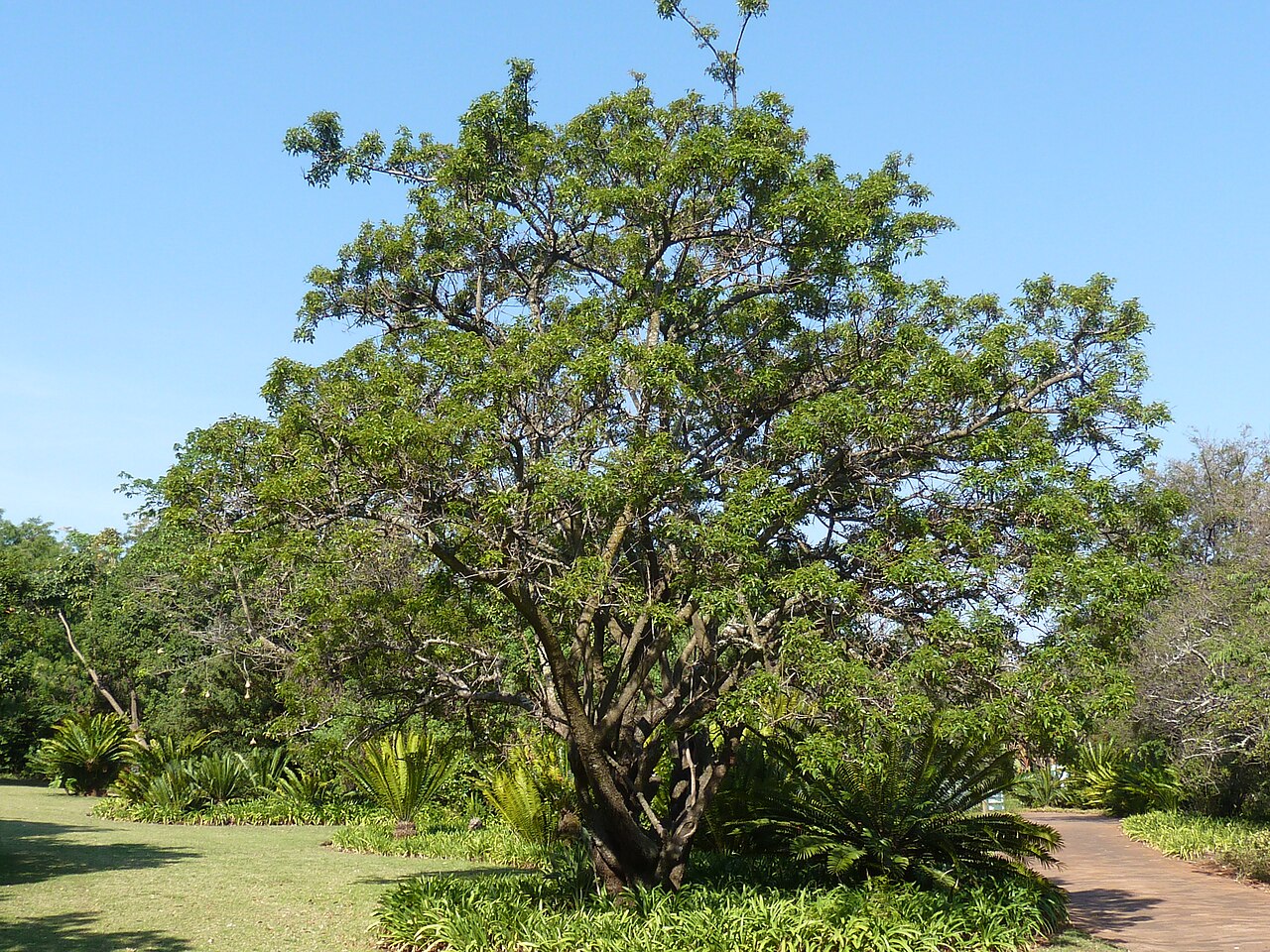 Red currant: Habit of a Red currant in the Pretoria National Botanical Garden