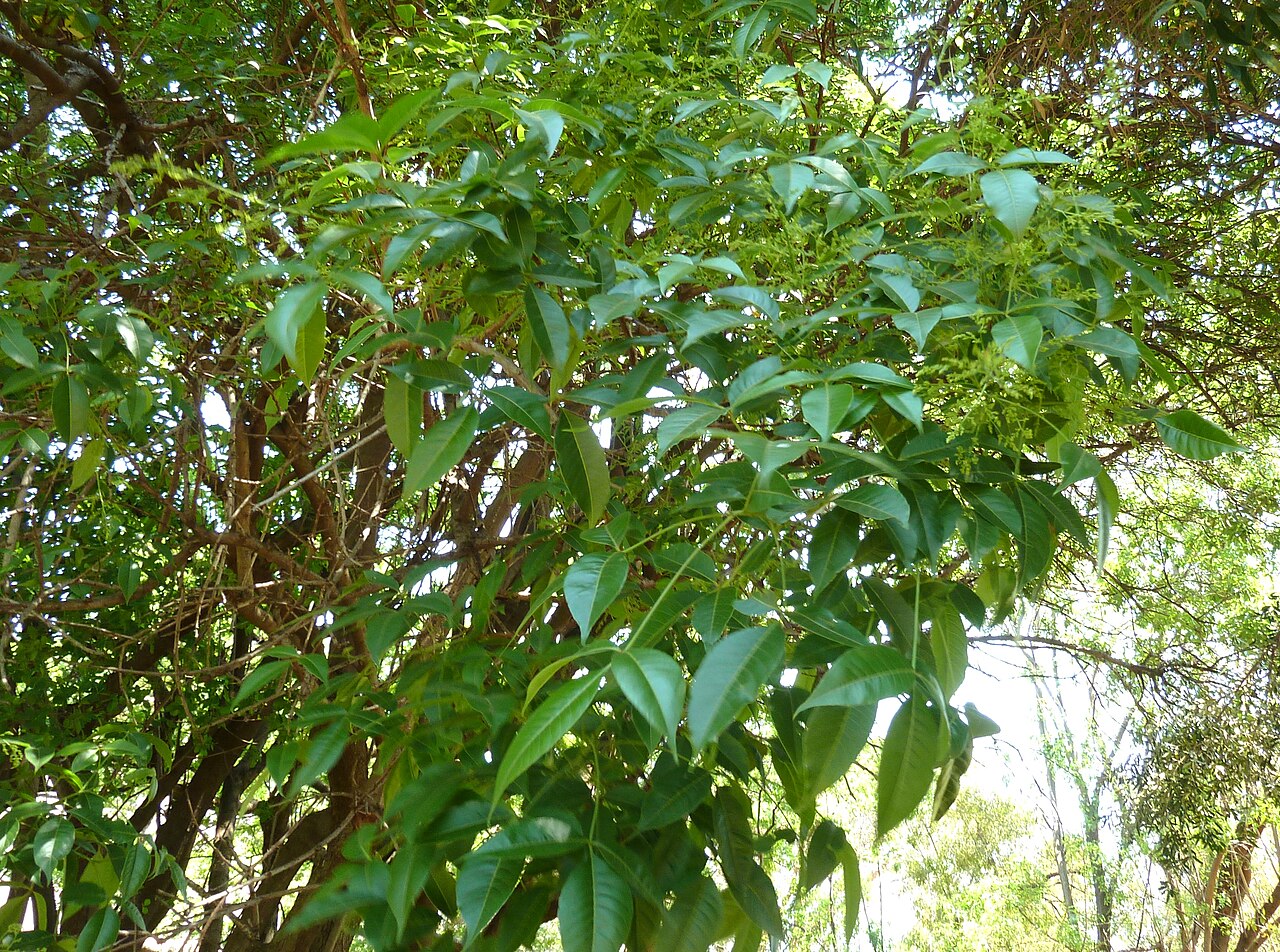 Red currant: Foliage and inflorescences of a Red currant in the Pretoria National Botanical Garden