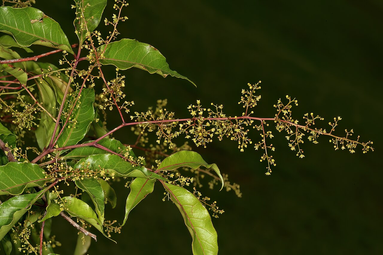 Red currant: Searsia chirindensis , male inflorescences; Manie van der Schijff Botanical Garden, University of Pretoria, Pretoria, Gauteng, South Africa
