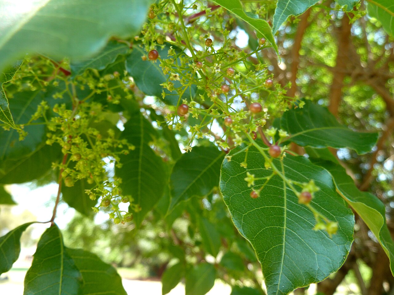 Red currant: Flowers and fruit of a Red currant in the Pretoria National Botanical Garden