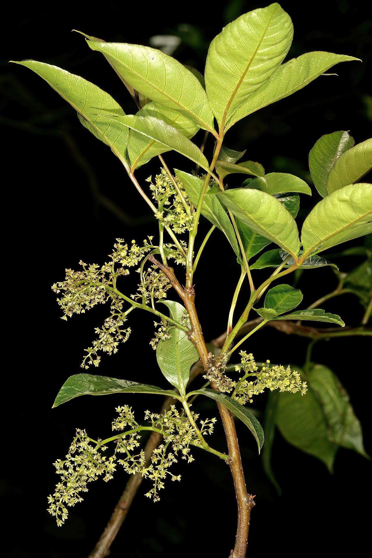 Red currant: Searsia chirindensis , male flowers; Pretoria National Botanical Garden, Pretoria, Gauteng, South Africa