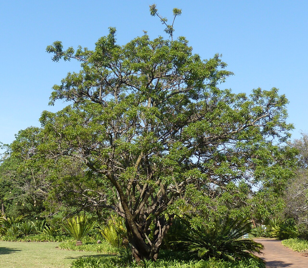 Red currant: Habit of a Red currant in the Pretoria National Botanical Garden