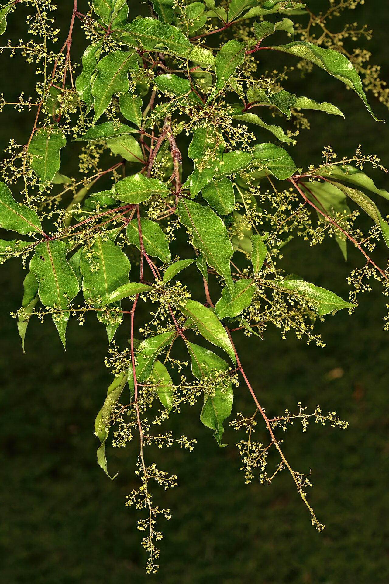 Red currant: Searsia chirindensis , male inflorescences; Manie van der Schijff Botanical Garden, University of Pretoria, Pretoria, Gauteng, South Africa