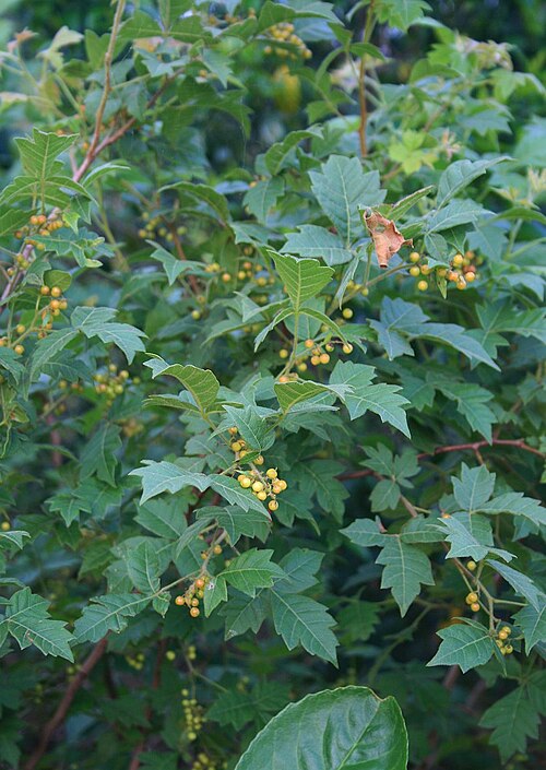 Nana-berry: Searsia dentata (= Rhus dentata ), Sumachgewächse (Anacardiaceae) – Swasiland/eSwatini: NW Hawane Resort, ca. 15 km NW Mbabane, ca. 1420 m