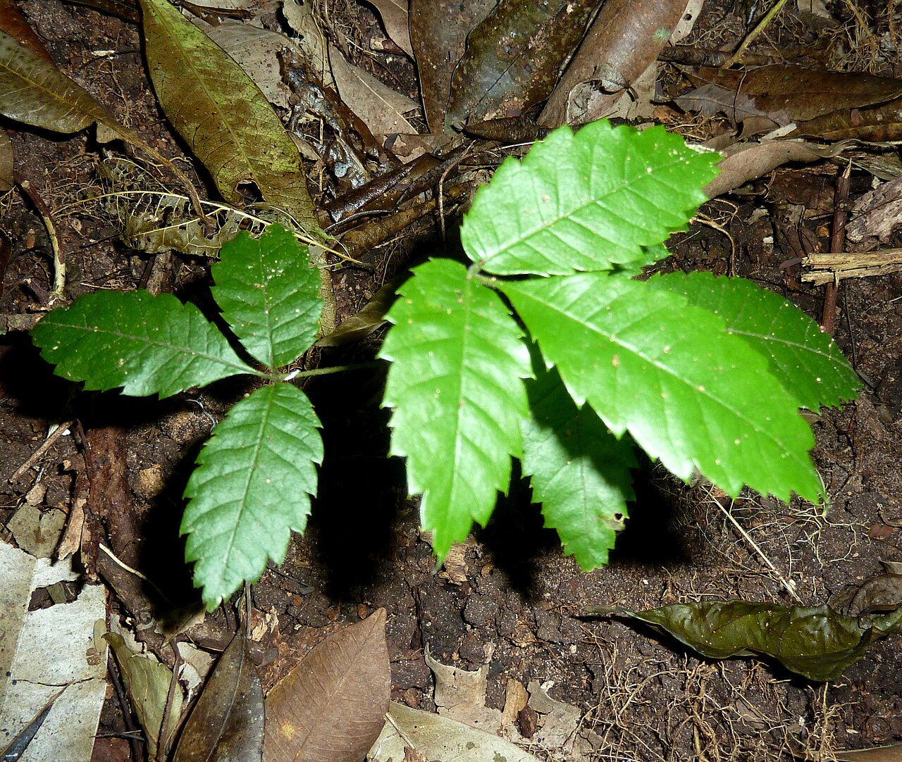 Nana-berry: Sapling of a Nana-berry in Krantzkloof Nature Reserve, KwaZulu-Natal