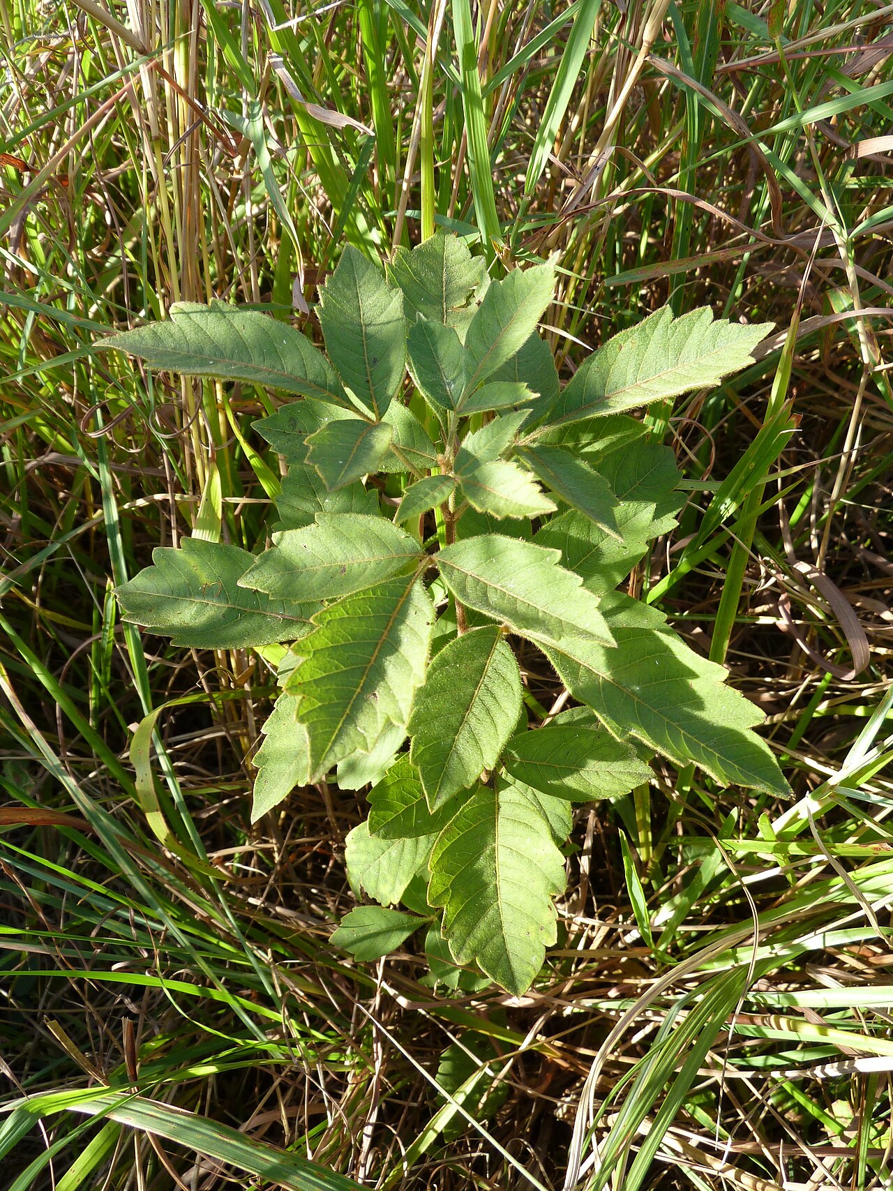 Nana-berry: Nana-berry sapling growing in grassland near Louwsburg, KwaZulu-Natal