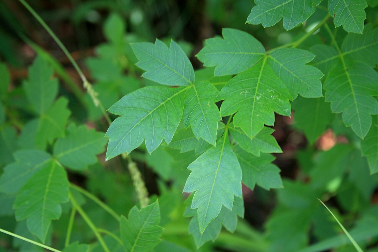 Nana-berry: Foliage of Searsia dentata growing in the shade of a cliff face at Dewetsnek, Magaliesberg