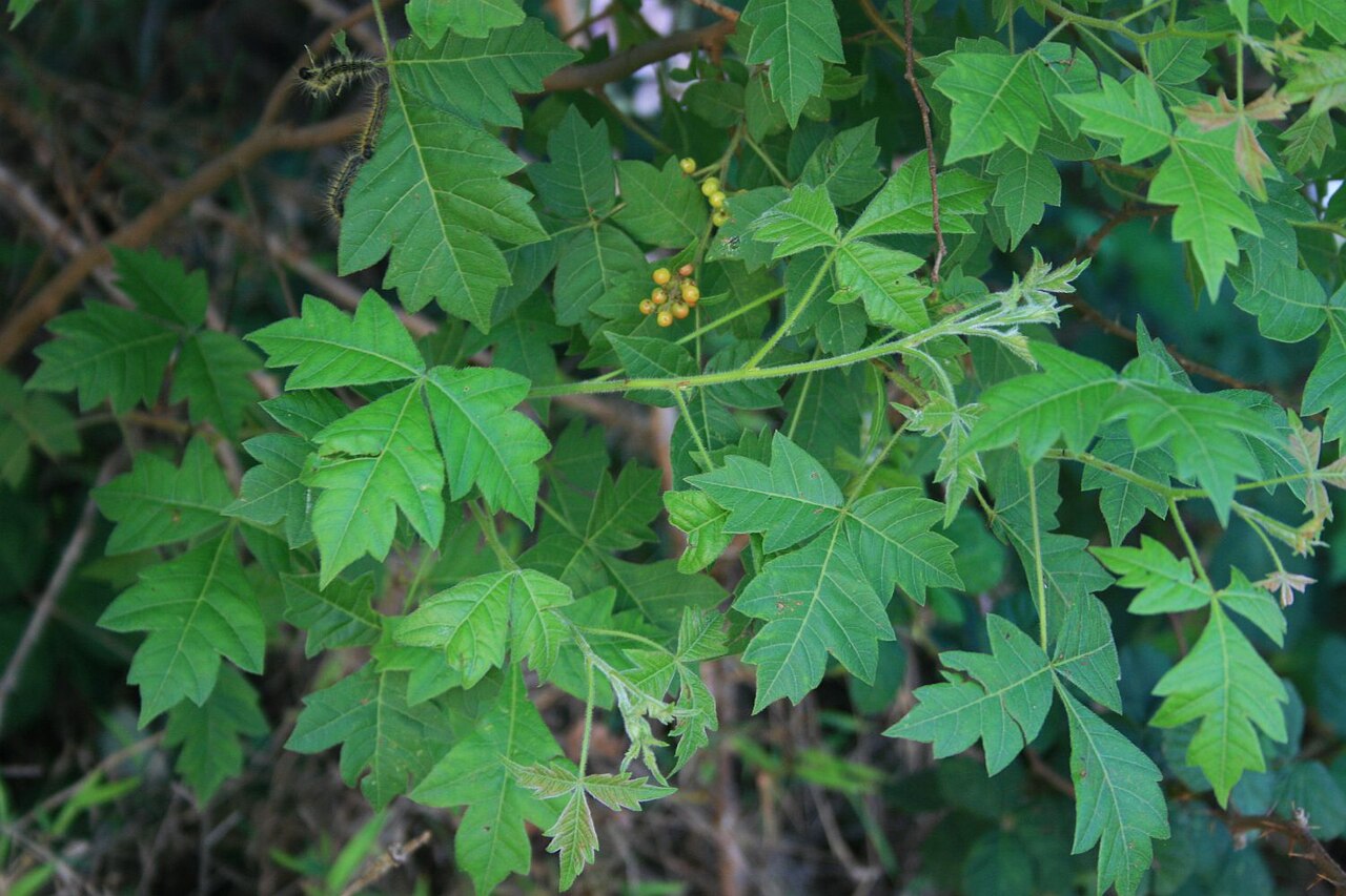 Nana-berry: Searsia dentata (= Rhus dentata ), Sumachgewächse (Anacardiaceae) – Swasiland/eSwatini: NW Hawane Resort, ca. 15 km NW Mbabane, ca. 1420 m