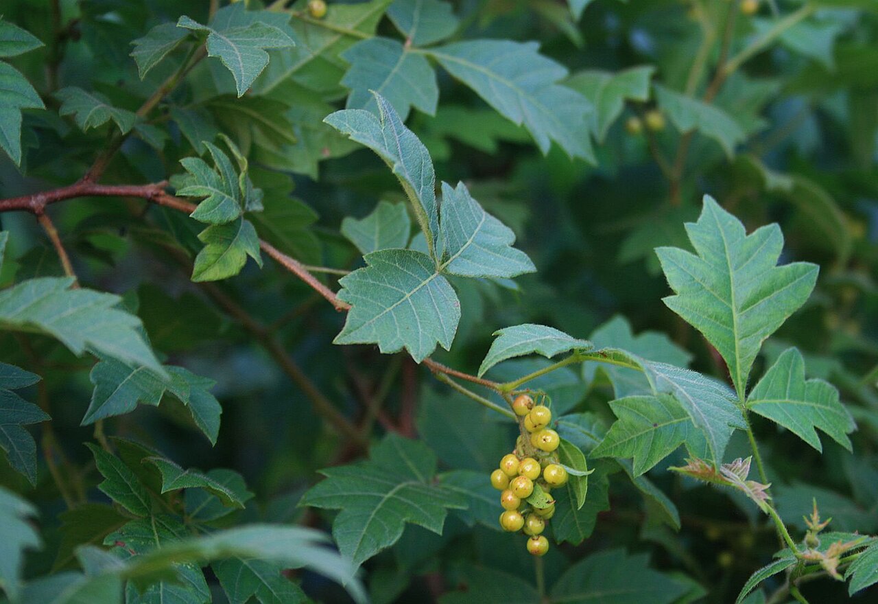 Nana-berry: Searsia dentata (= Rhus dentata ), Sumachgewächse (Anacardiaceae) – Eswatini: NW Hawane Resort, ca. 15 km NW Mbabane, ca. 1420 m