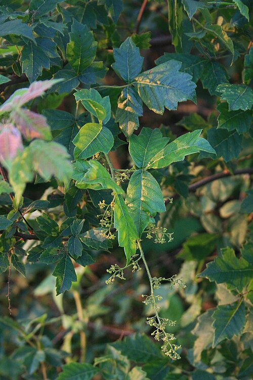 Nana-berry: Searsia dentata (= Rhus dentata ), Sumachgewächse (Anacardiaceae) – Swasiland/eSwatini: NW Hawane Resort, ca. 15 km NW Mbabane, ca. 1420 m