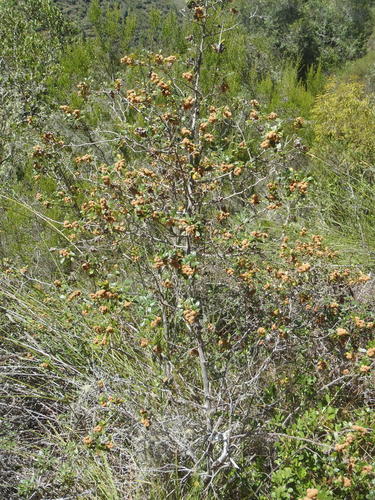 Rubrub-berry (Searsia incisa)