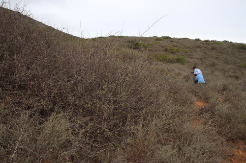 Rubrub-berry (Searsia incisa)