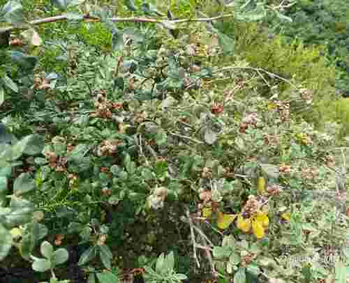 Rubrub-berry (Searsia incisa)