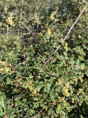 Rubrub-berry (Searsia incisa)