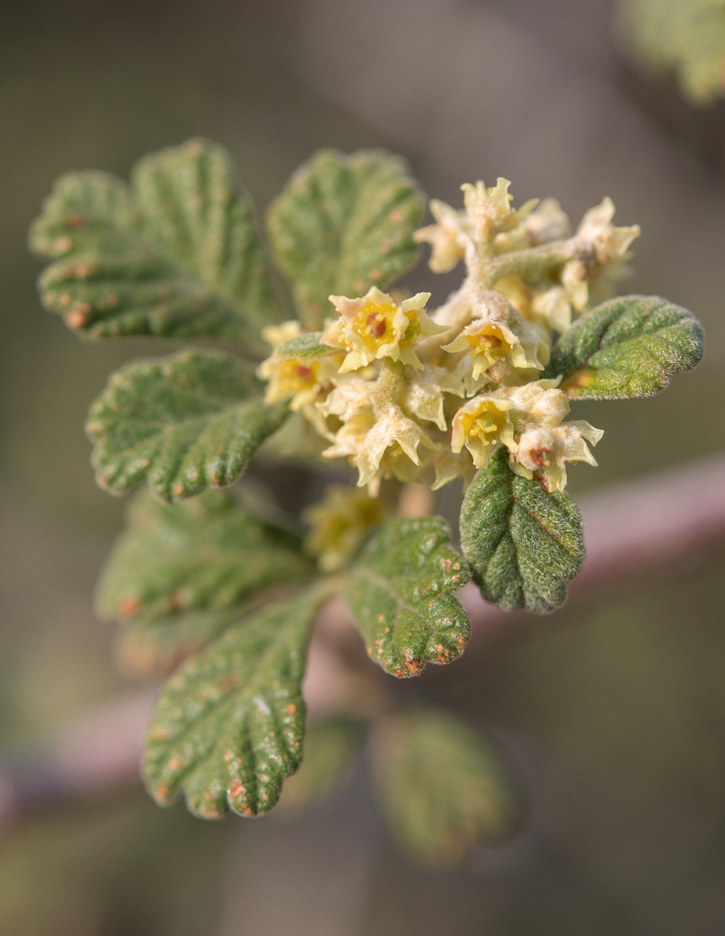 Rubrub-berry (Searsia incisa)