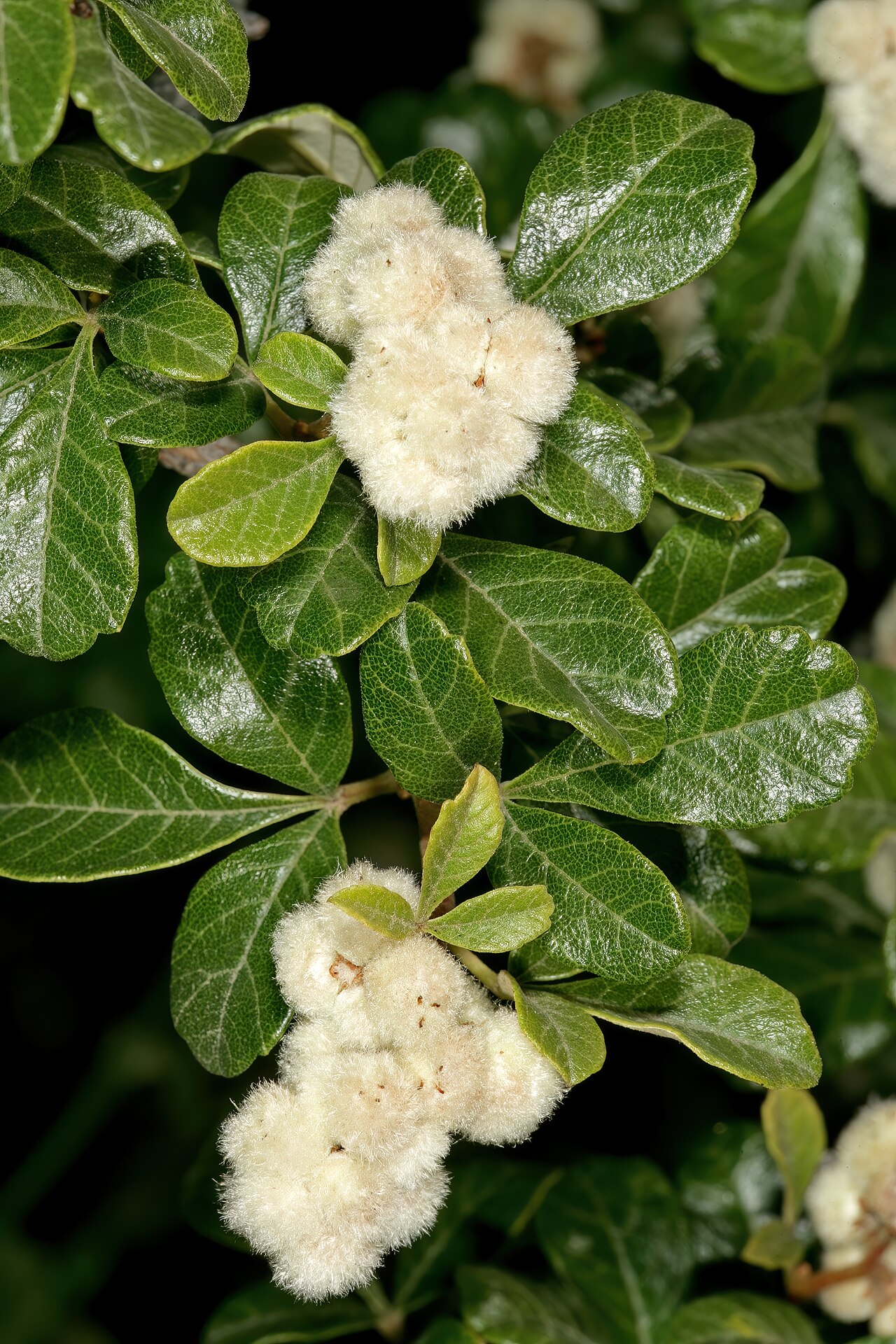 Rubrub-berry: Searsia incisa var. effusa , fruit; vicinity of De Rust, Little Karoo, Western Cape, South Africa