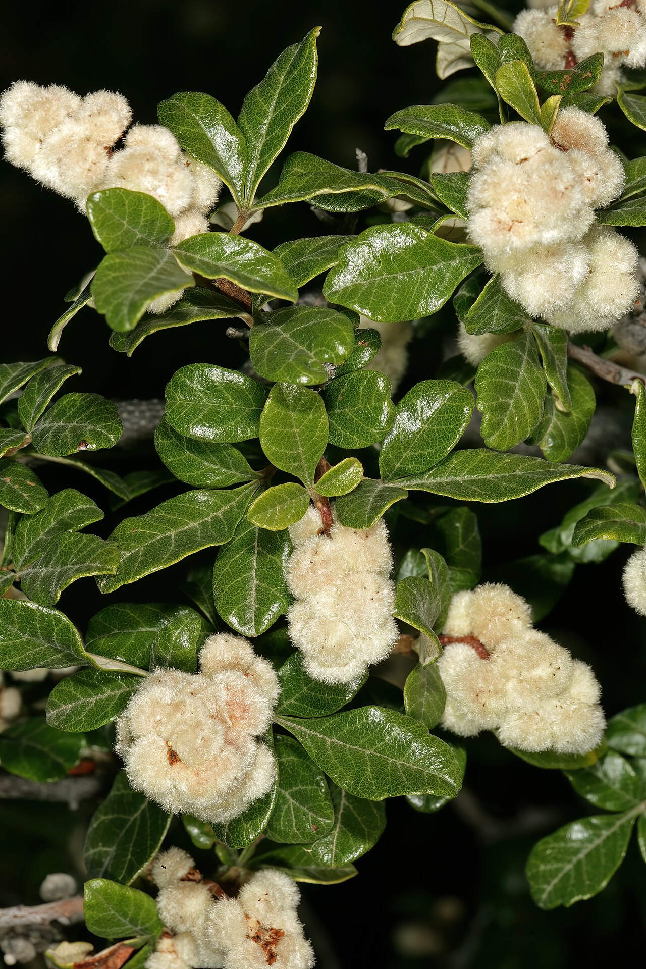 Rubrub-berry: Searsia incisa var. effusa , fruit; vicinity of De Rust, Little Karoo, Western Cape, South Africa