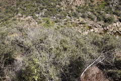 Rubrub-berry (Searsia incisa)