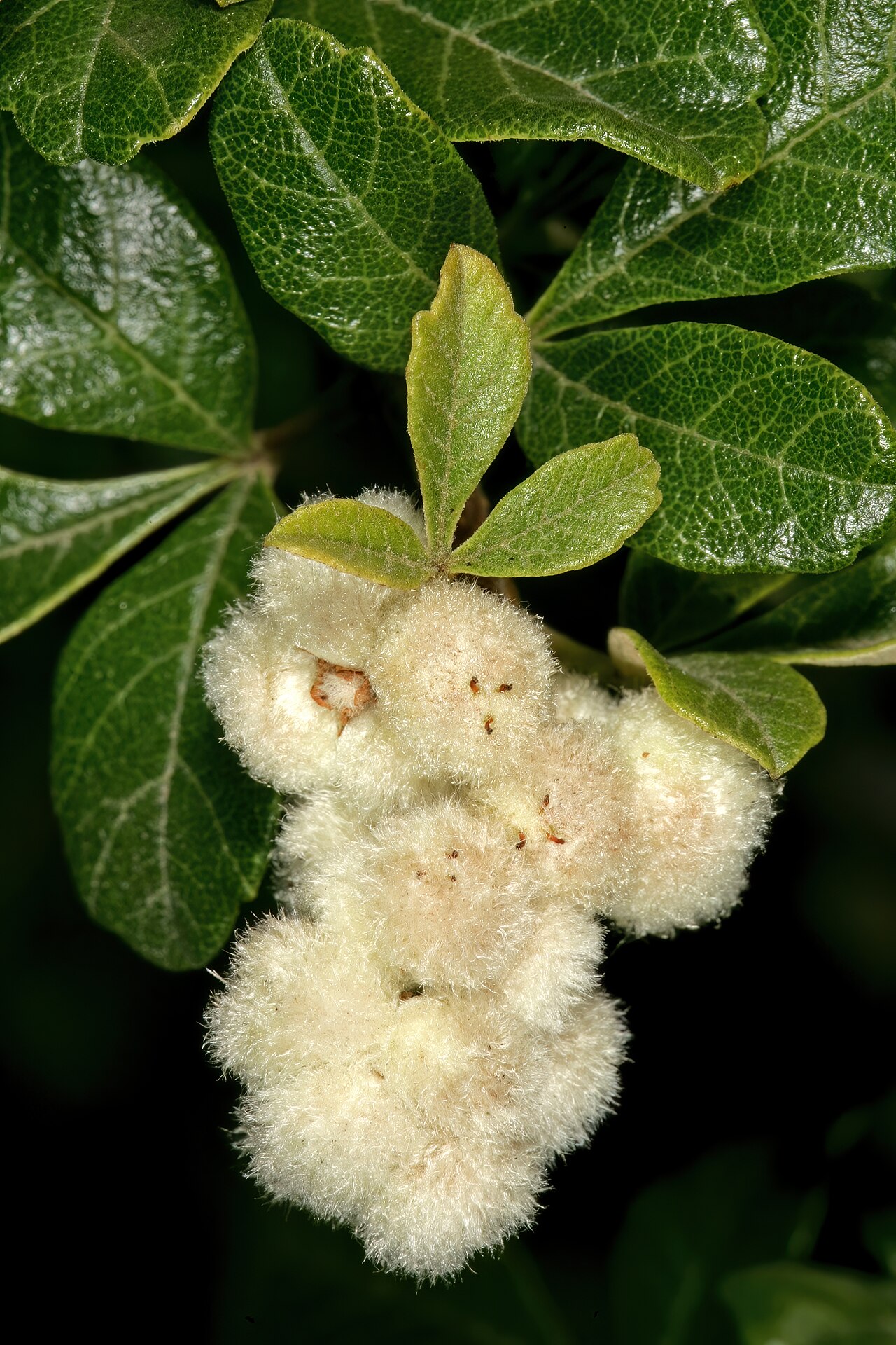 Rubrub-berry: Searsia incisa var. effusa , fruit; vicinity of De Rust, Little Karoo, Western Cape, South Africa