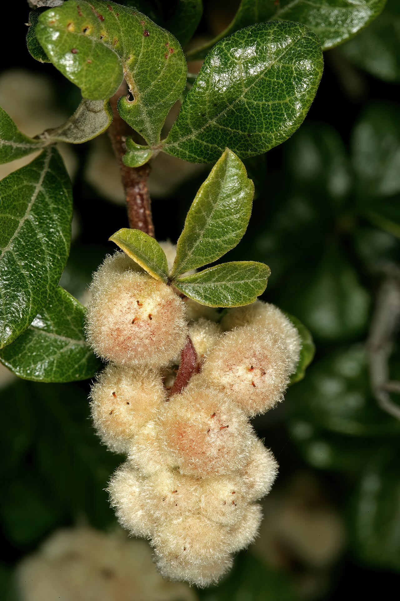 Rubrub-berry: Searsia incisa var. effusa , fruit; vicinity of De Rust, Little Karoo, Western Cape, South Africa
