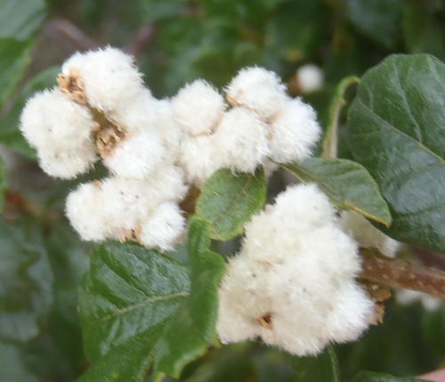 Rubrub-berry (Searsia incisa)