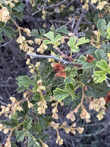 Rubrub-berry (Searsia incisa)