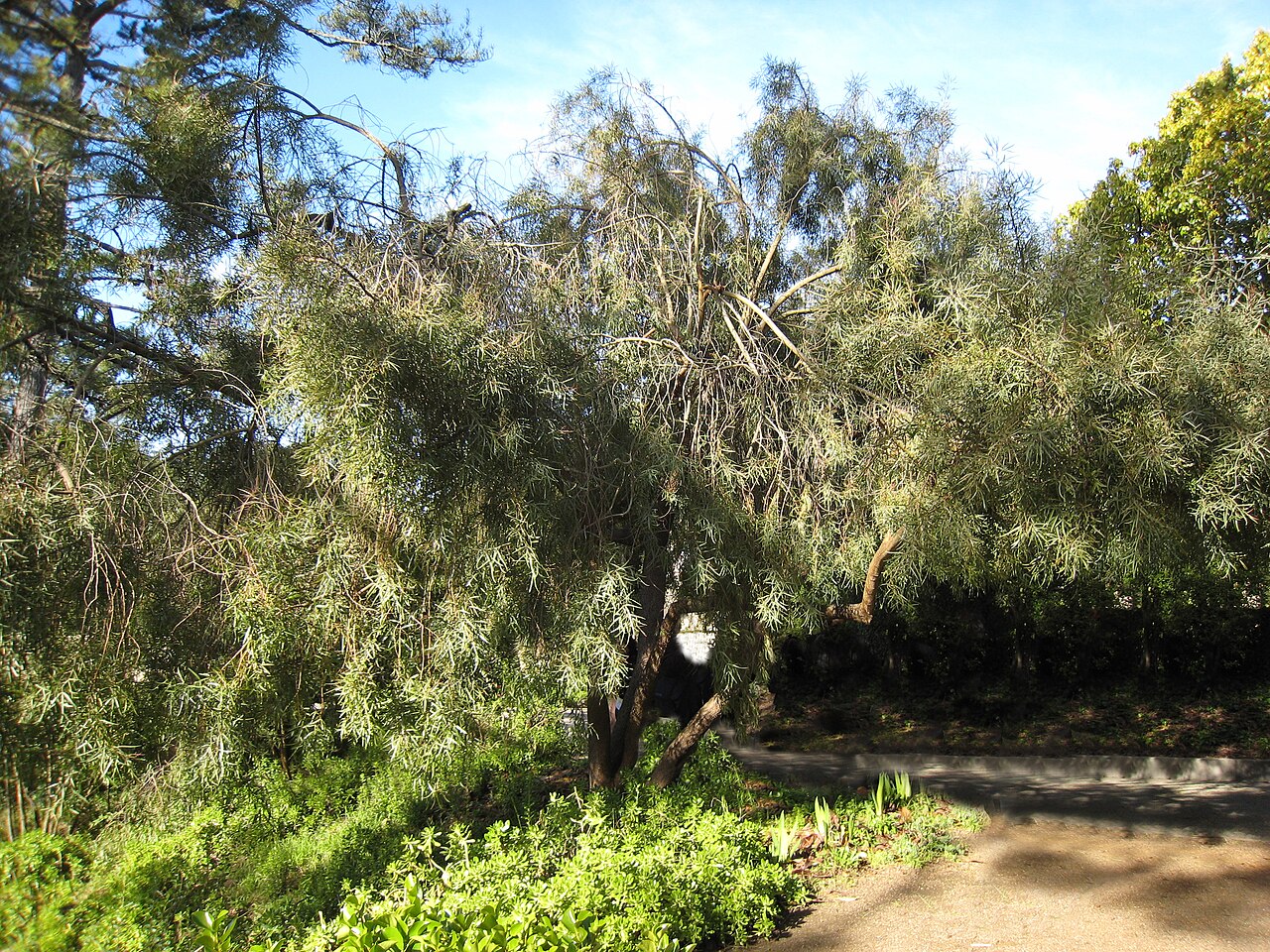 African sumac: Searsia lancea shrub. Cultivated, Berkeley, California.
