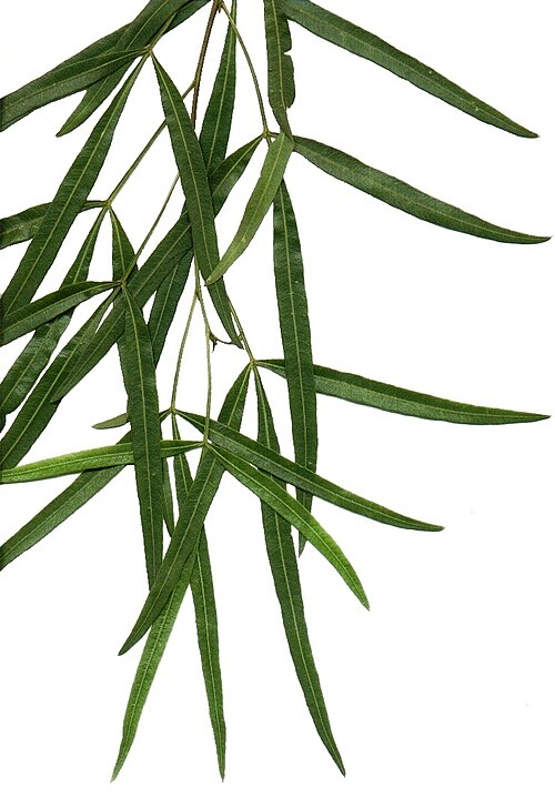 African sumac: Foliage of a Karee, collected from a street tree in Pretoria