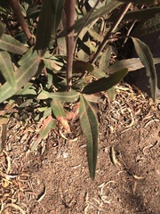 African sumac (Searsia lancea)