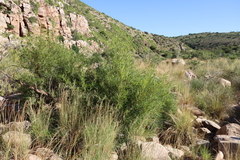 African sumac (Searsia lancea)