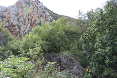African sumac (Searsia lancea)