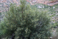 African sumac (Searsia lancea)