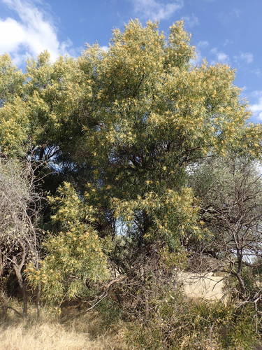 African sumac (Searsia lancea)